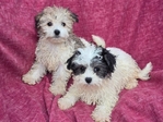 HAVANESE BICHON