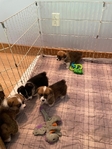Pembroke Welsh Corgi’s