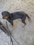 Rottweiler female