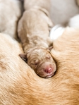 AKC Golden Retriever’s