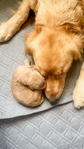 AKC Golden Retriever’s