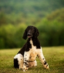 Standard Poodle