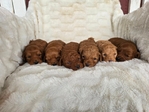 Mini Goldendoodle