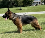 German Shepherd Imported