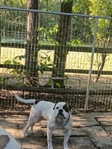 American bulldog Male