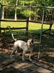 American bulldog Male