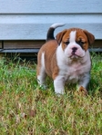 OLDE ENGLISH BULLDOGGE
