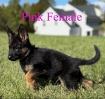 German Shepherd Imported