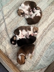 Pembroke Welsh Corgi’s