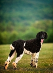 Standard Poodle