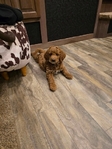 Mini Goldendoodle