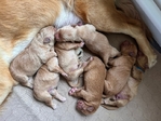 AKC Golden Retriever’s