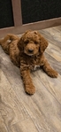 Mini Goldendoodle